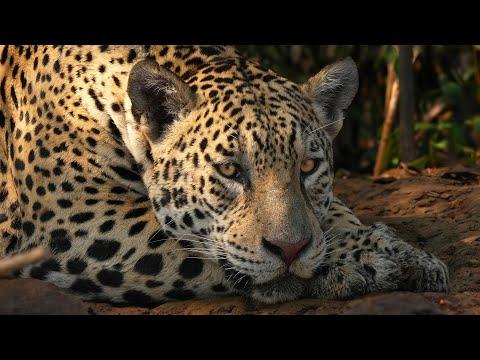 Jaguars & Amazing Wildlife of Brazil's Pantanal - Robert E Fuller #Video