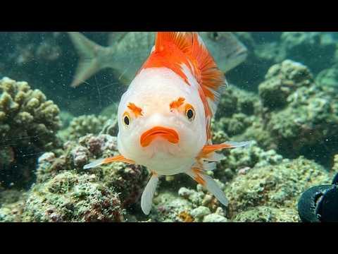 I Thought Fish Couldn't Be Funny... Until I Caught THIS on Camera! #Video