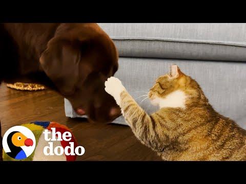 Cat Who Hates Animals Falls For One Special Labrador #Video