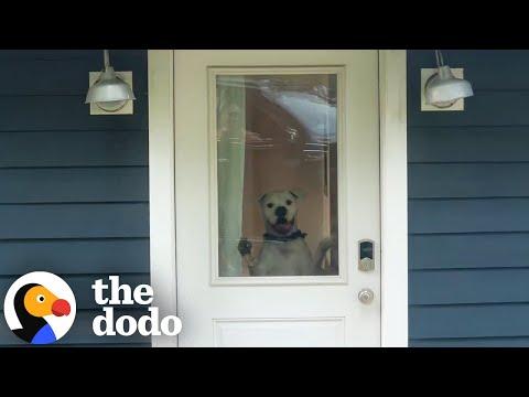 Foster Dog Lives All Alone In This Big House #Video