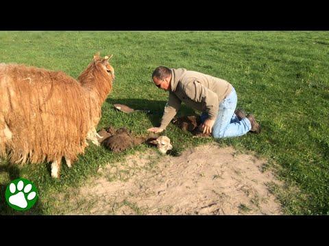 Kind man rescues baby alpaca from hole in the ground #Video