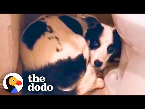 Rescue Dog Hides In The Bathroom For 12 Days #Video