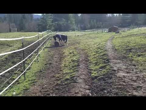Horse Throws Tantrum Over Lost Ball Video