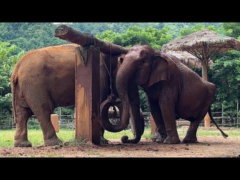 Love Heals All Wounds: A Rescued Elephant Friendship - ElephantNews #Video