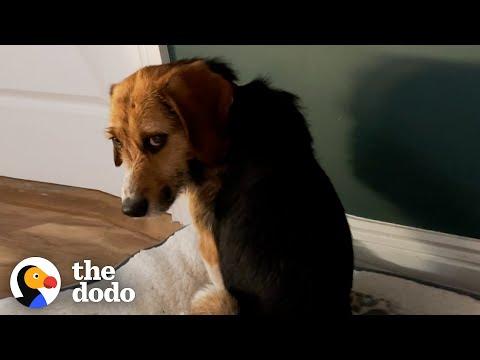 This Dog Stared At The Wall For Hours Until Finally Realized He Was Home #Video