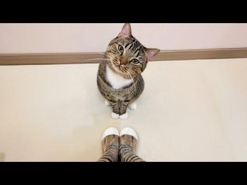 The world's most ADORABLE kittens and cats of 2024 have arrived! #Video