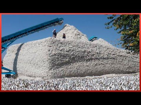 Harvesting the Softest Cotton in the World | Cotton Manufacturing and Processing #Video