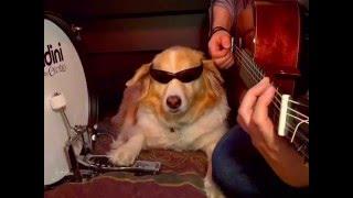 Dog Plays Instruments - Best of Trench and Maple Vines pt.2