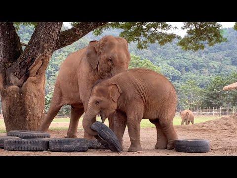 Playful Elephant Never Get Enough With Tires - ElephantNews #Video