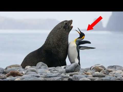 YOU WILL DIE LAUGHING At These FUNNY ANIMAL Moments! #Video