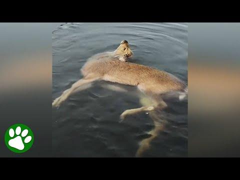 Poor creature that fell through the ice goes through miraculous recovery #Video