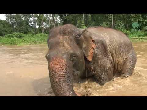 Blind Elephant Jokia finds solace as she bathes in the river - Elephantnews