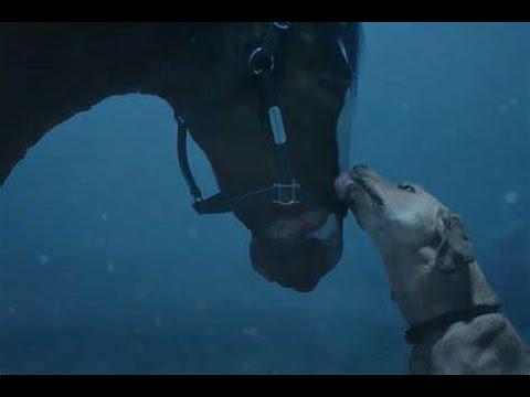 Super Bowl LVIII Sneak Peak at the 2024 Budweiser ad! Horses Are BACK! #Video