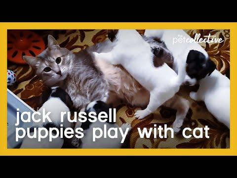 Jack Russell Terrier Puppies Play With Cat Video