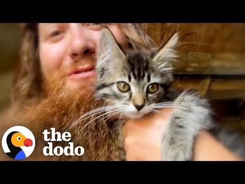 Guy Finds A Two-Pound Kitten Inside His Shed #Video