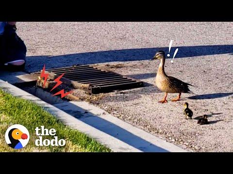 Family Reunites 10 Ducklings With Their Mom Twice In A Day #video