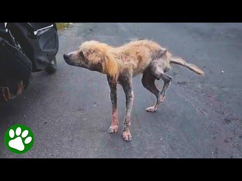 Werewolf-looking dog reveals stunning golden locks #Video