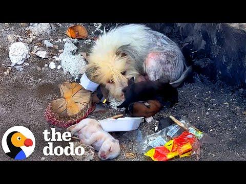 Family Spots And Rescues A Mama And Pups Living In The Trash #Video
