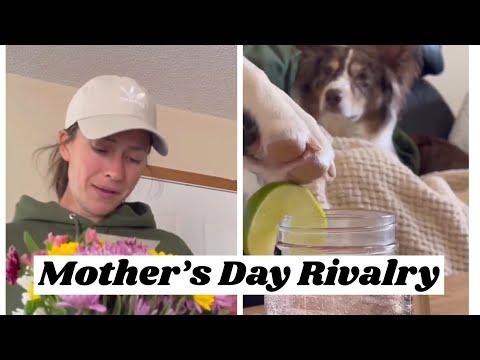 Competing for Mom’s love on Mother’s Day - Layla The Boxer #Video