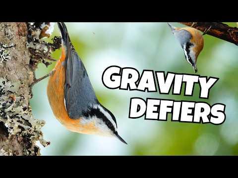 Why Nuthatches Can Walk Upside Down (Most Birds Can't) #Video