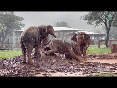 Elephants Love To Play Mud Slide During Heavy Rain - ElephantNews #Video