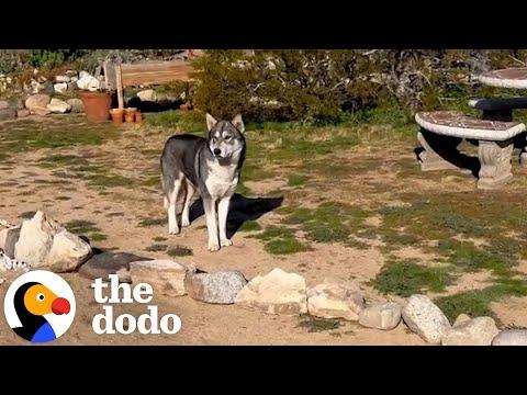 Husky Shows Up On Couple's Front Yard #Video