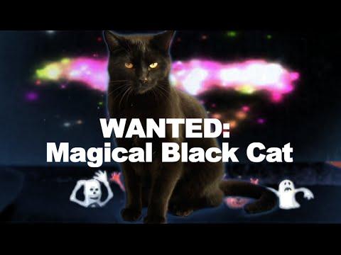 Wanted; Magical Black Cat
