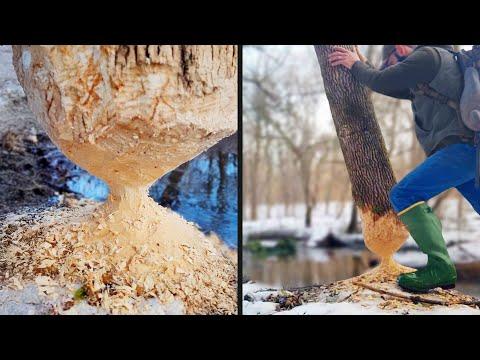 Tree Defies Physics | YOUR Daily Dose of Interne #Video t