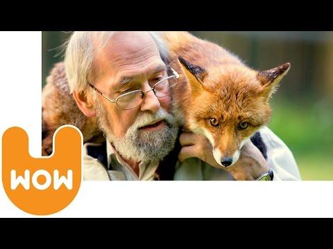 Man Lives With A Pet Fox