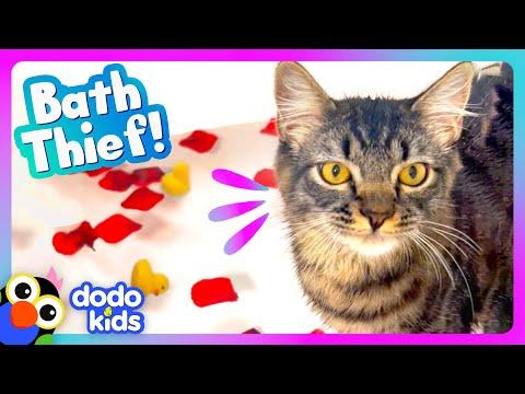 Help! There’s A Cat In This Bath #Video