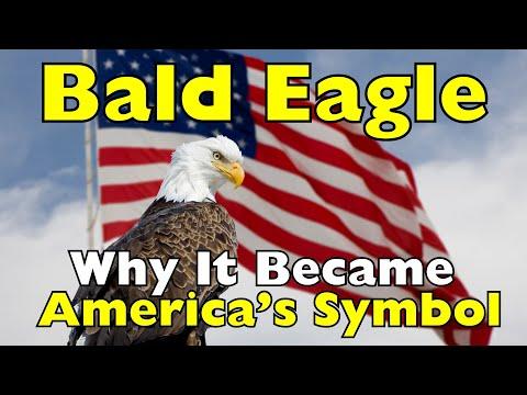 How the Bald Eagle Became America’s National Symbol #Video
