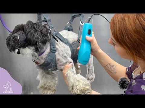 Dog BITES Groomer | Gets Hung In The Harness Of Humiliation #Video