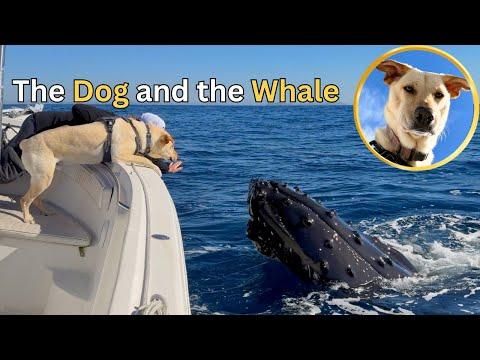 Two Humpback Whales Fall in Love with my Dog! #Video