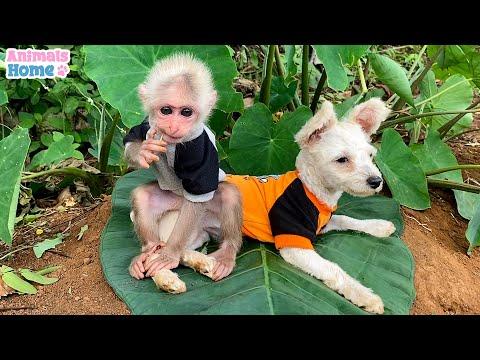 BiBi monkey plays friendly with puppy #Video
