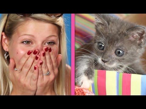 Cat Lovers Get Surprised By A Box Of Kittens