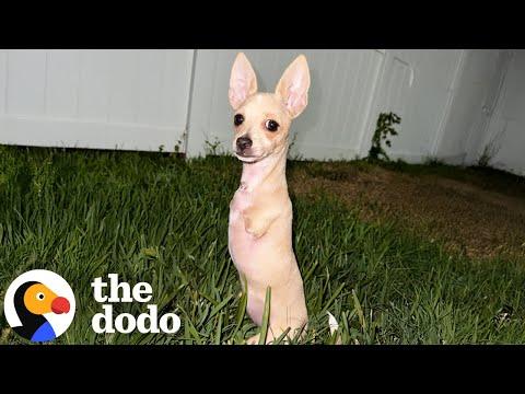 Chihuahua With Two Legs Is Unstoppable #Video