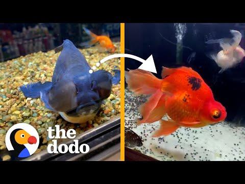 Rescued Aquatic Animals Get A 'Magical' Glow-Up! #Video