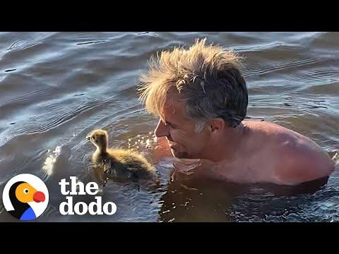 Man Becomes Baby Goose's 'Mom' #Video