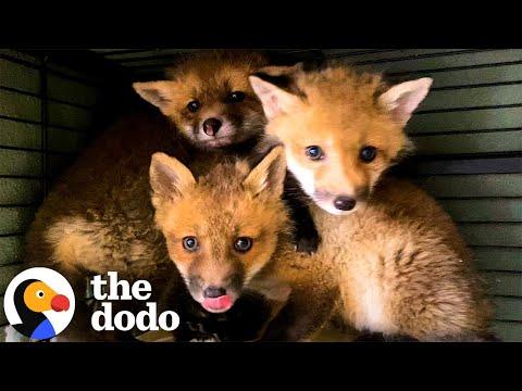 Three Baby Foxes Who Lost Their Mom Learn How To Be Wild #Video