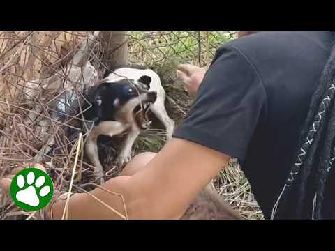 Brave Rescuer Saves Terrified Dog #Video