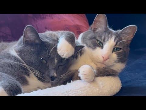 Shy cat finally makes a friend #Video