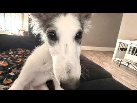 Woman brings home blind rescue dog. Then he started running. #Video