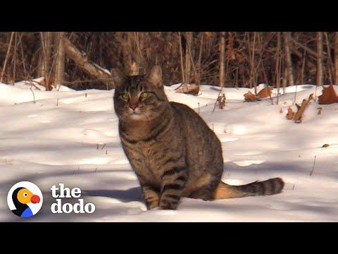 Guy Is Determined To Save Cat Living Out In The Snow #Video