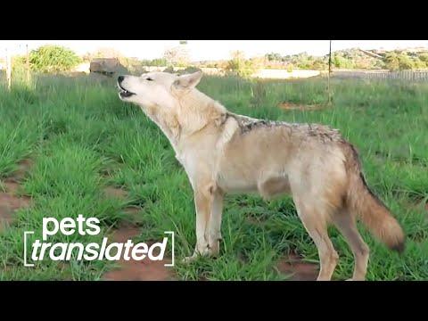Extremely Wise Animals | Pets Translated Video