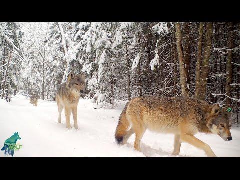 Wolf pack saunters through a winter wonderland #Video