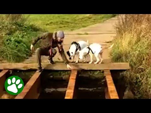 Puppy helps big brother cross bridge #Video