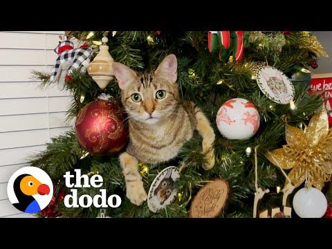 These Cats Are Obsessed With Christmas #Video