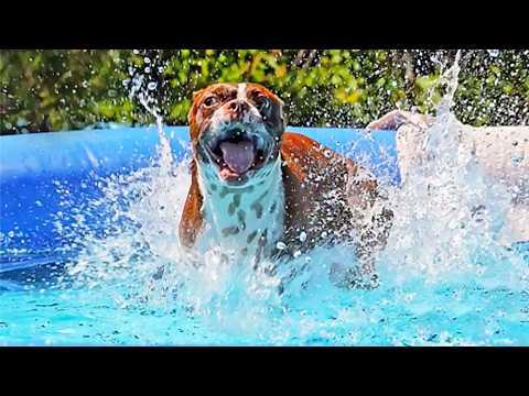 This Dog Will Do Anything to Swim - Please, Just Hand Him a Towel#Video