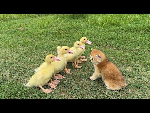 captain kitten leads the ducklings! #Video