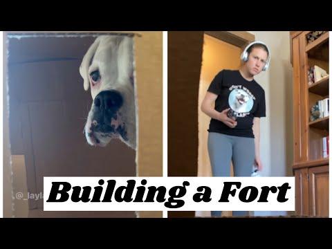 My Dogs Built a Fort! - Layla The Boxer #Video